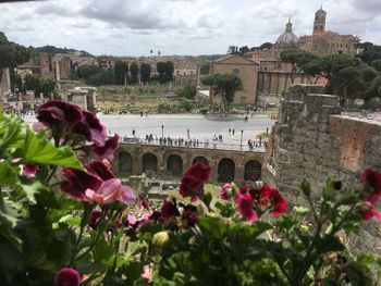 Flowering plants by buildings against sky