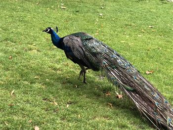 High angle view of a bird on field