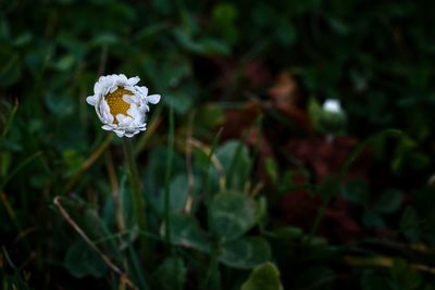 Close-up of white flowering plant on field