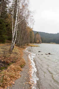 Scenic view of river in forest against sky