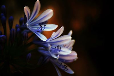 Close-up of purple flowering plant