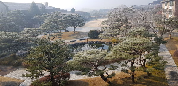 High angle view of trees by swimming pool against buildings