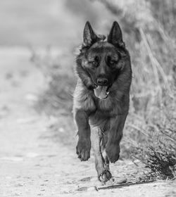 Portrait of dog running on field