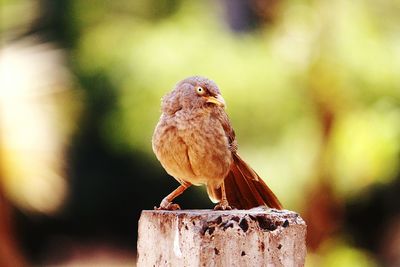Close-up of bird perching outdoors