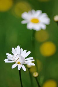 Close-up of white flowers blooming outdoors