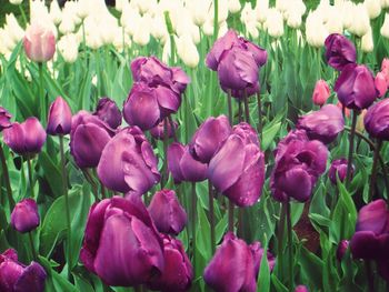 Close-up of pink flowers