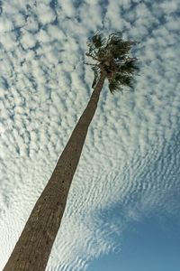 Low angle view of tree against sky