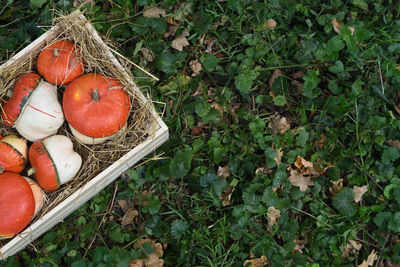 High angle view of fruits on field