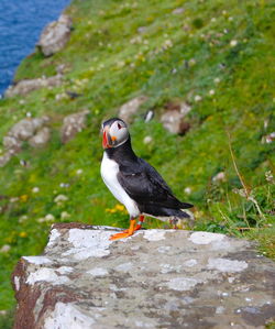 Close-up of bird on rock in grassy field