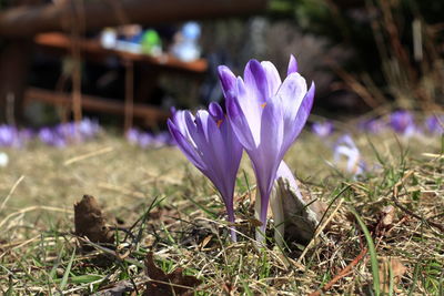 Close-up of purple crocus flower on field