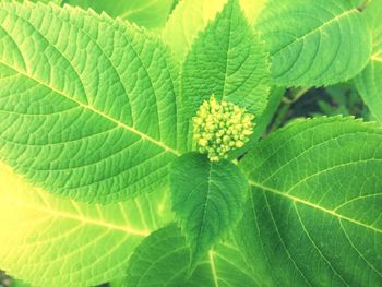Close-up of fresh green plant