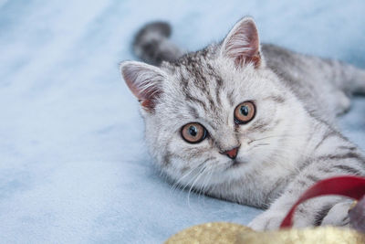 Cute gray striped kitten. close view