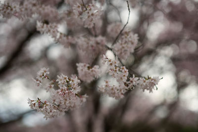 Close-up of pink cherry blossom tree