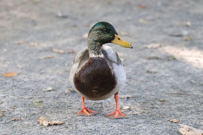 Close-up of mallard duck