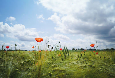 Poppies on field against sky