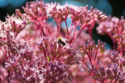 Close-up of bee pollinating on pink flower