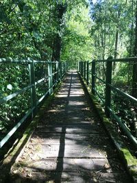 Footpath amidst trees in forest