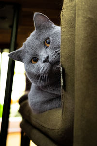 Close-up portrait of a cat looking away