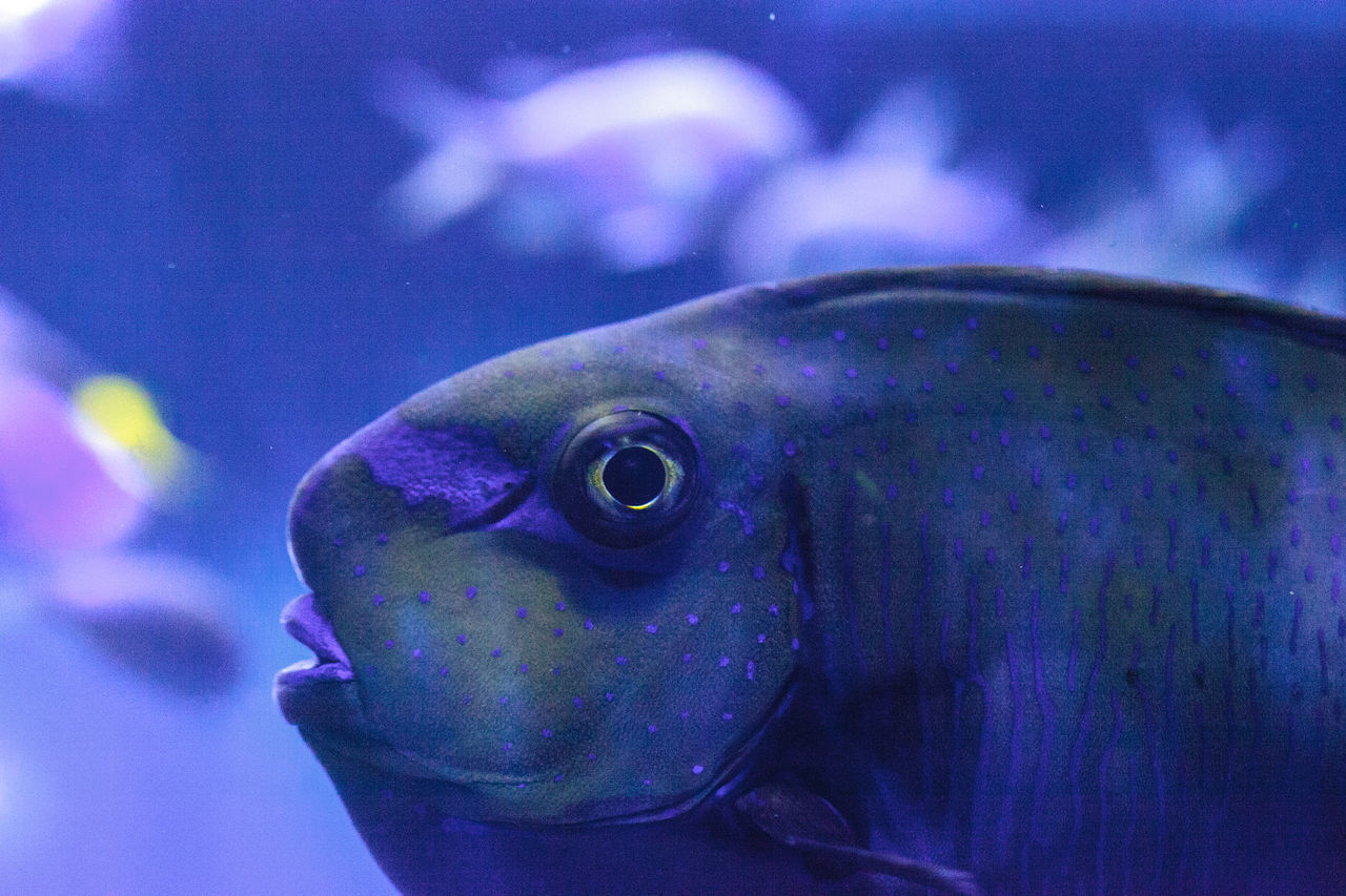 CLOSE-UP OF FISHES SWIMMING IN AQUARIUM