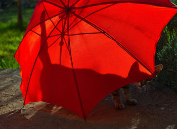 Close-up of wet umbrella during autumn