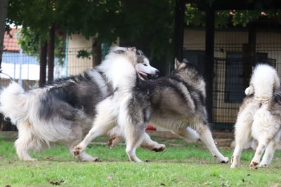 View of two dogs on field