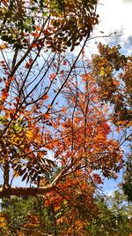 Low angle view of trees against sky during autumn