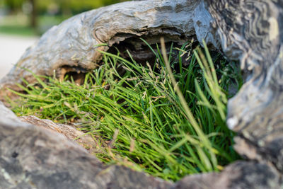 Close-up of mushroom growing on field