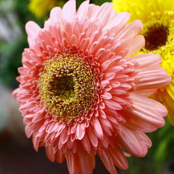 Close-up of pink flower blooming outdoors