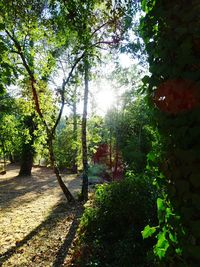 Trees and plants in sunlight