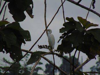 Low angle view of bird perching on tree