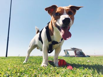 Portrait of dog on field