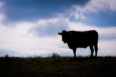 Silhouette cow on field against cloudy sky