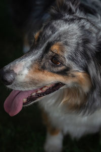 Close-up of dog looking away
