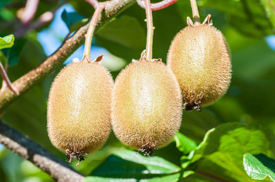 Low angle view of kiwis growing outdoors