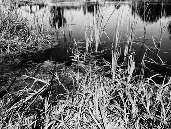 Close-up of grass by lake