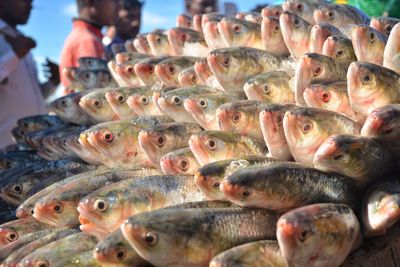 Close-up of fish for sale in market
