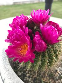Close-up of flowers blooming outdoors