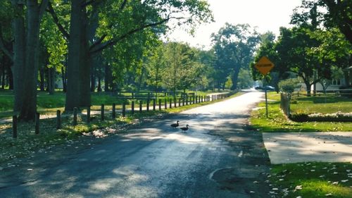 Road passing through forest