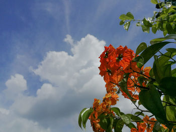 Low angle view of flower tree against sky