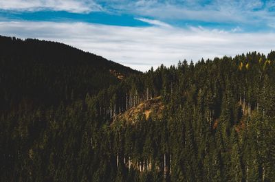 Trees in forest against sky