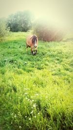 Dog standing on grassy field