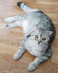 High angle portrait of cat lying on hardwood floor