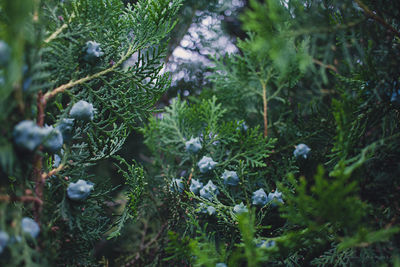 Close-up of lichen growing on tree