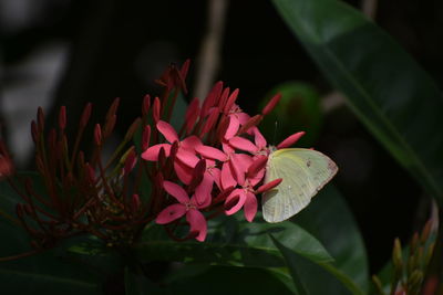 Close-up of pink flowers blooming outdoors