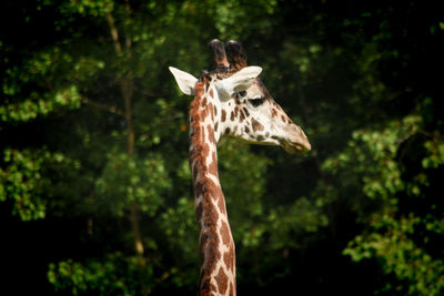 Close-up of giraffe in forest