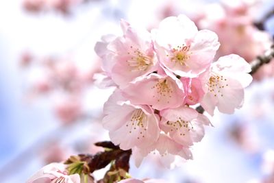 Close-up of pink cherry blossoms