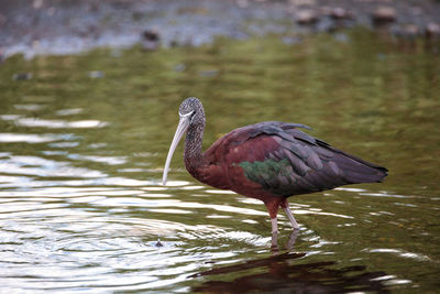 Glossy ibis plegadis falcinellus wades through a marsh and forages for food in the myakka river 