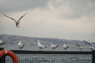 Seagulls flying against sky