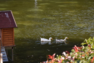 Ducks swimming in lake