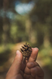 Cropped hand of person holding pine cone